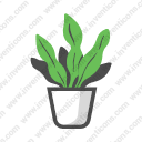 Snake Plant