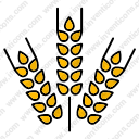 Harvest wheat