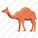 camel