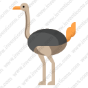 ostrich