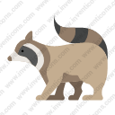 raccoon