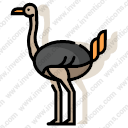 ostrich