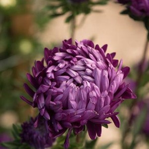 violetangels89